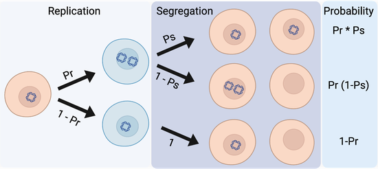 Quantifying the dynamics of Kaposi's sarcoma-associated herpesvirus persistence