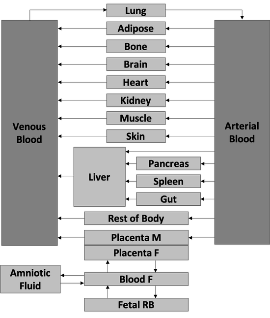 The development of an open and general maternal-fetal physiologically based pharmacokinetic model for drugs metabolized by cytochromes P450 isoenzymes