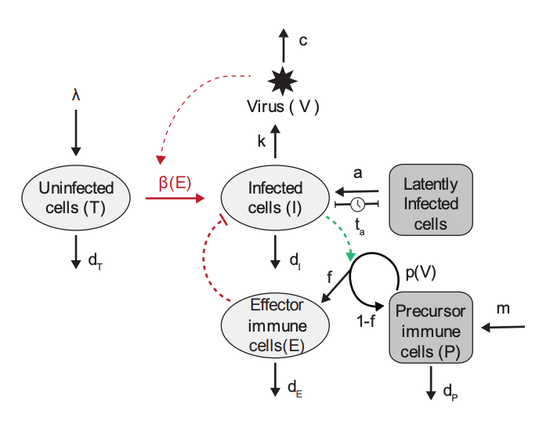 Viral rebound kinetics following single and combination immunotherapy for HIV/SIV