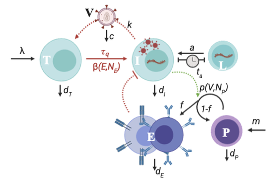 Viral rebound kinetics following single and combination immunotherapy for HIV/SIV